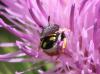 Pseudoanthidium sp.